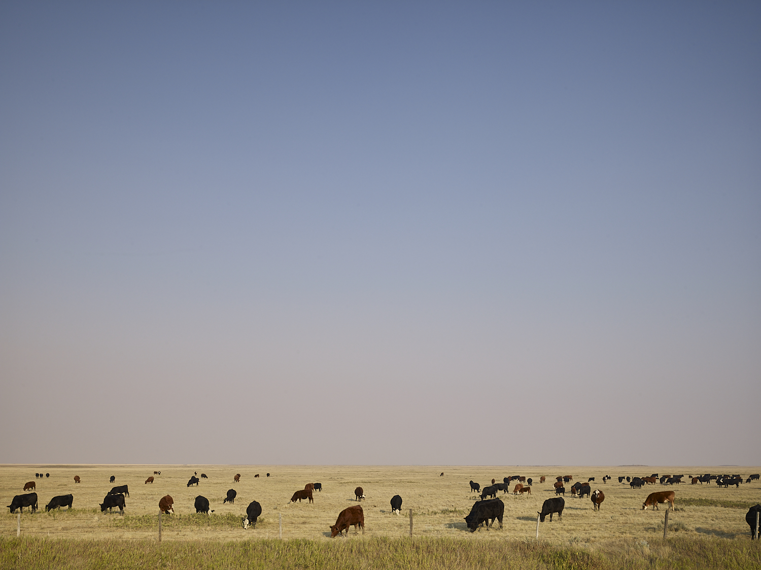 cleared 02,  South of Milestone, Saskatchewan, Canada, 2017