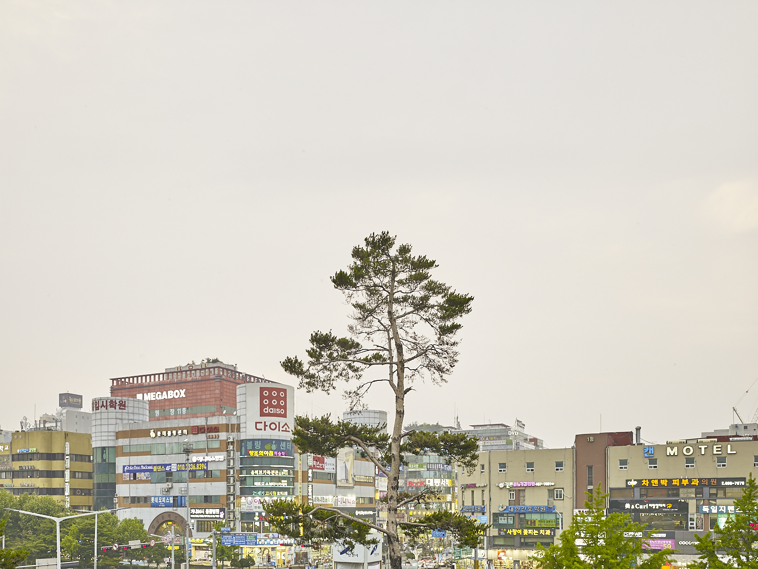 Tree, Ansan, South Korea, 2016