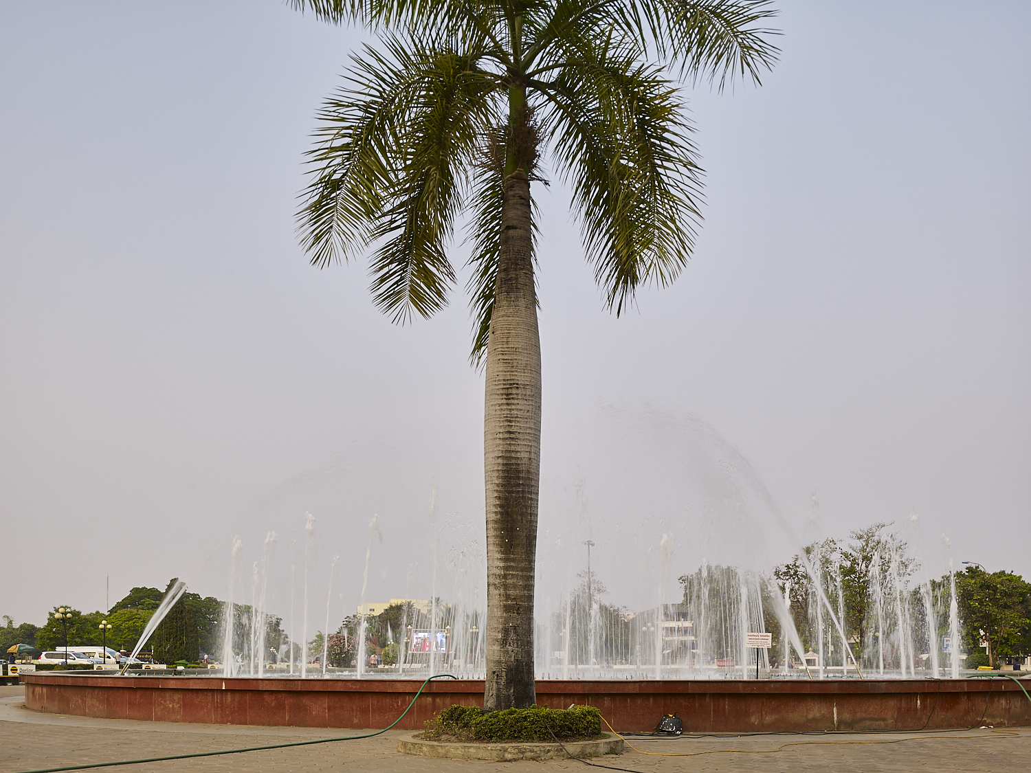 Tree, Vientiane, Laos, 2016