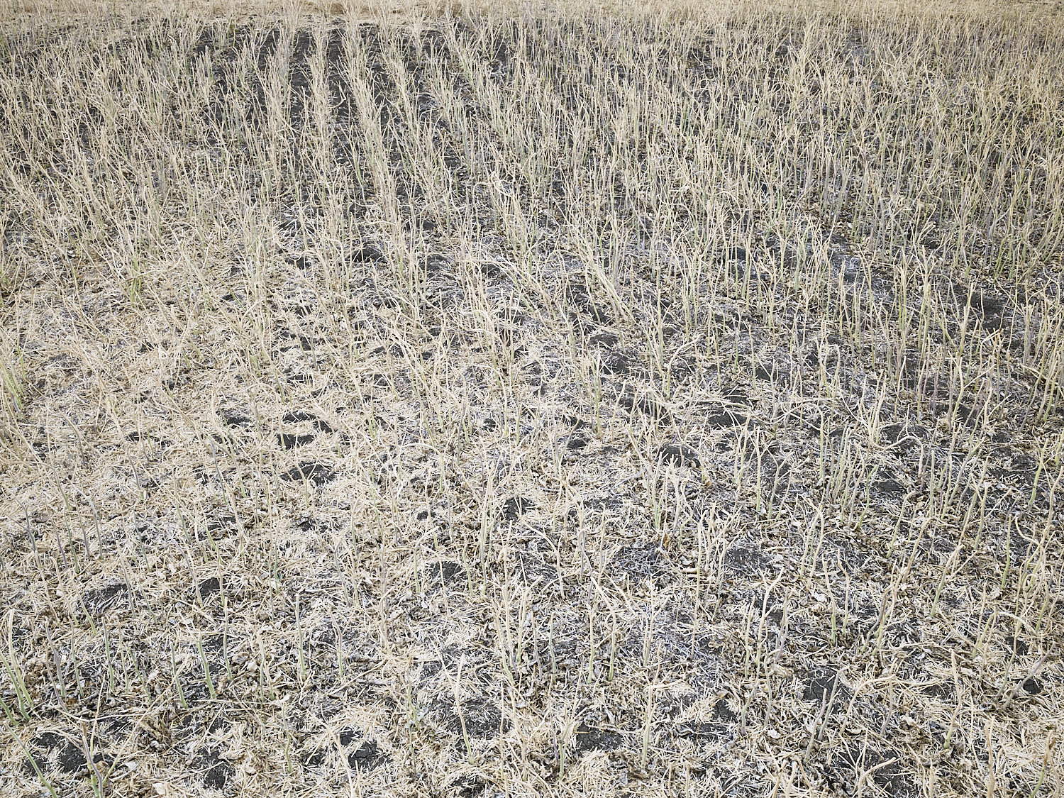 Traces 04, South west of Regina, Saskatchewan, Canada, 2017