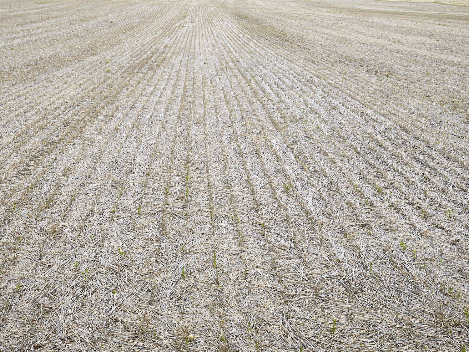 Traces 01, South west of Regina, Saskatchewan, Canada, 2017